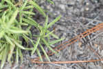 Waxy thoroughwort